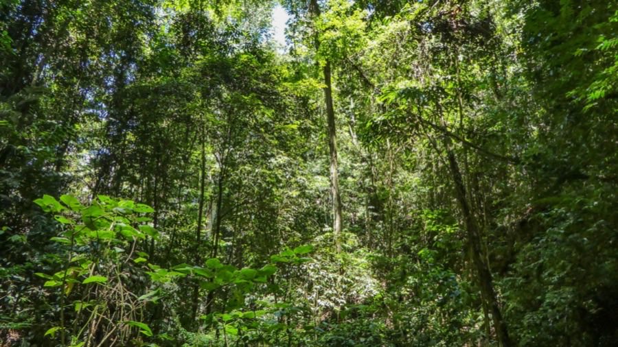 Dense rainforest at Brownsberg Nature Park: tall slender trunks, layered green undergrowth and sunlight breaking through the canopy.