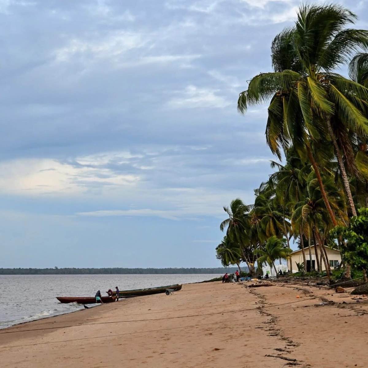 Fishing boats on the beach at Galibi, where sea turtles come ashore to nest, with palms leaning over the sand.