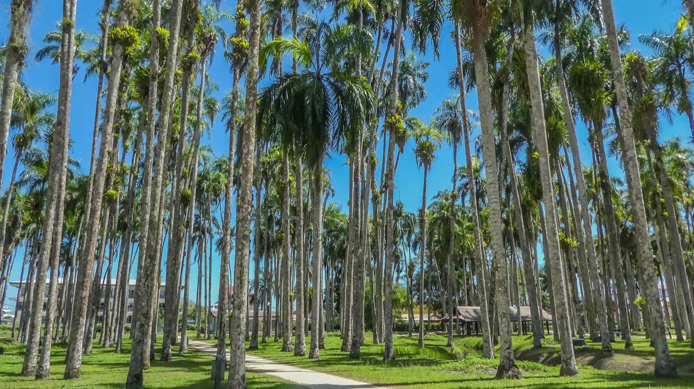 Tall royal palms and a paved walking path in the Palmentuin park, Paramaribo.
