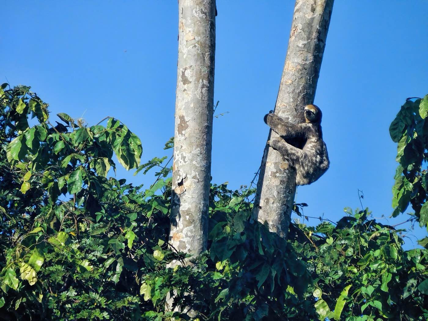 A three-toed sloth climbing a thin tree trunk against a blue sky at Peperpot Nature Park.