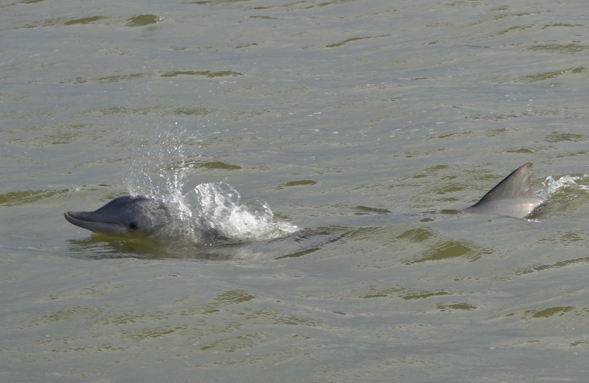 A grey Guiana dolphin surfacing in brown river water, its dorsal fin breaking the surface behind it