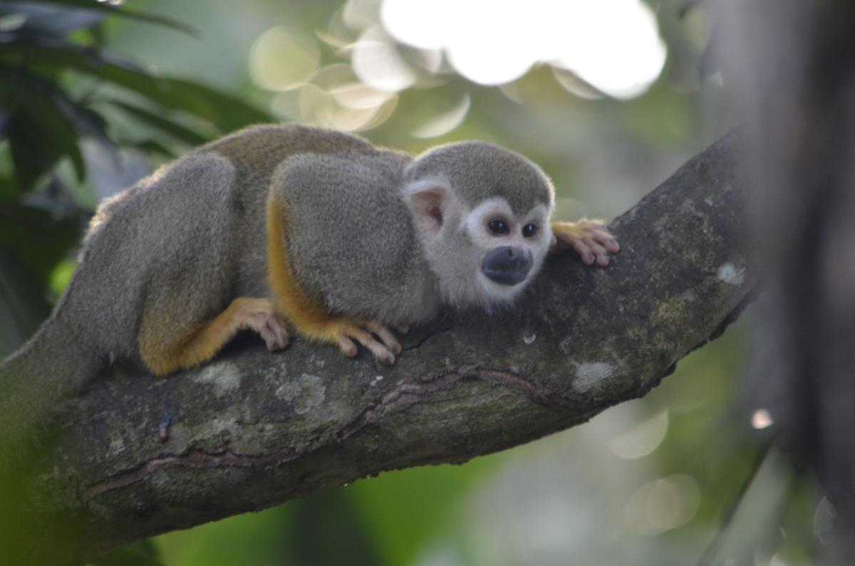 A squirrel monkey with a white face and yellow forearms crouching on a mossy branch